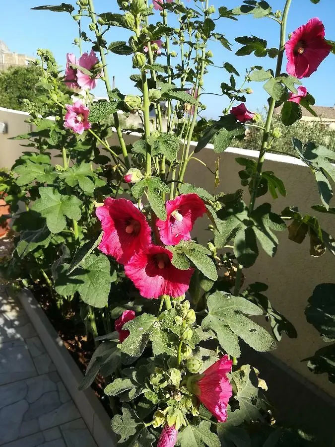 B&B La Chiocciola Castelluzzo 0*,  Italy